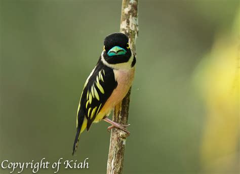 A Wildbird Photographer's Diary: Black and Yellow Broadbill