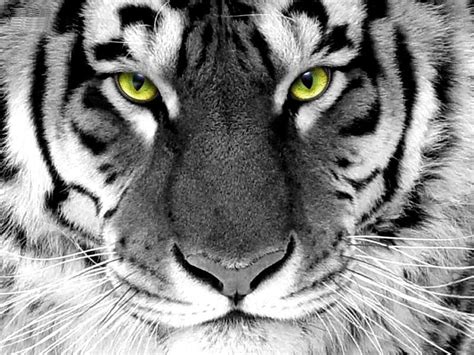 Tiger Roar Wallpapers - Top Free Tiger Roar Backgrounds - WallpaperAccess