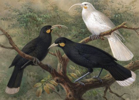 Cryptomundo » Remembering the Huia – Mysteries of New Zealand’s Extinct ...