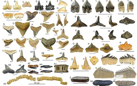 World's 'shark tooth capital' teemed with even more extinct species ...