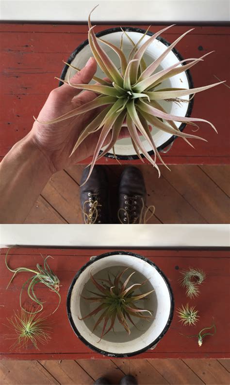 Air Plant Care: How To Care For Air Plants, Aeriums, Tillandsia Mounts ...