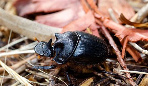 Dung Beetle - Key Facts, Information & Pictures