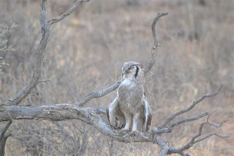 More photos of our October tour to Kgalagadi Transfrontier park – Big 5 ...