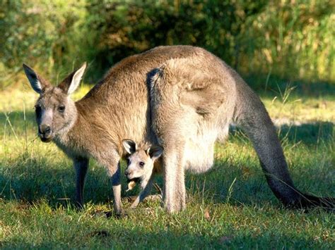 Kangaroos Facts And Pictures | All Wildlife Photographs