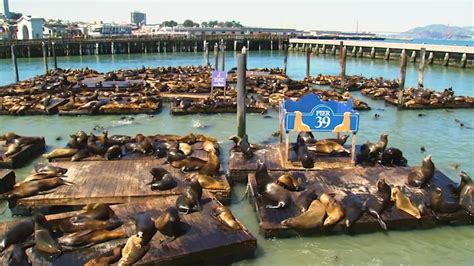 Record number of sea lions swarm San Francisco's Pier 39, largest ...