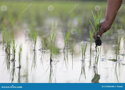 Farmer Rice Planting on Water Stock Photo - Image of lifestyle, grain ...