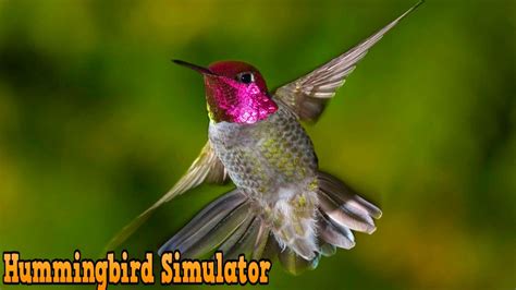 #Hummingbird Simulator - Ultimate Bird Simulator - By Gluten Free games ...