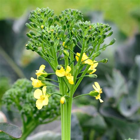 Are Broccoli Flowers Edible?