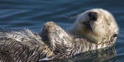 What types of plants and animals live in an estuary?