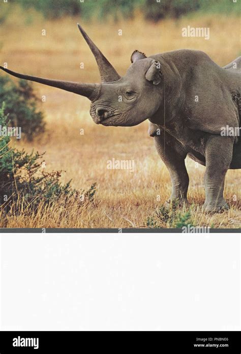 Black Rhinoceros Running Stock Photos & Black Rhinoceros Running Stock ...