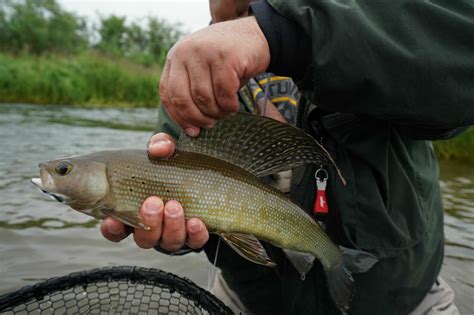 Arctic Grayling Fishing with Angler's Alibi - ANGLER'S ALIBI