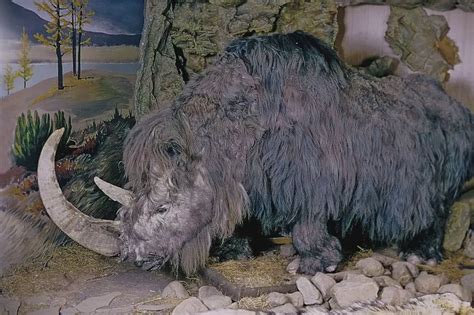 Woolly rhinoceros extinction 'likely to have been caused by climate ...