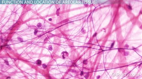 Function of Areolar Connective Tissue - Video & Lesson Transcript ...