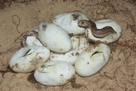 Snake eggs Hatching | FWC photo by Kevin Enge | Florida Fish and ...