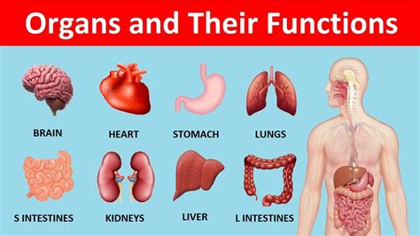 Human Organs And Their Functions Organs Of The Body Human Anatomy ...