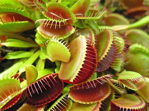 Carnivorous plant | Description, Soil, Food, Representative Species ...