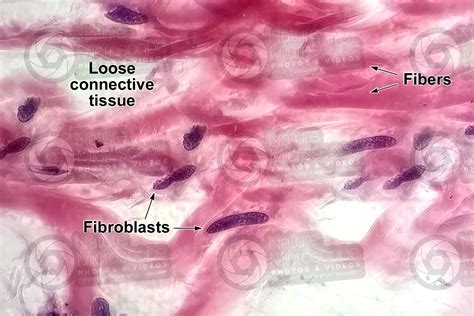 Mammal. Loose connective tissue. Transverse section. 1000X - Loose ...