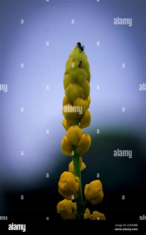 Very beautiful senna alata flower Stock Photo - Alamy