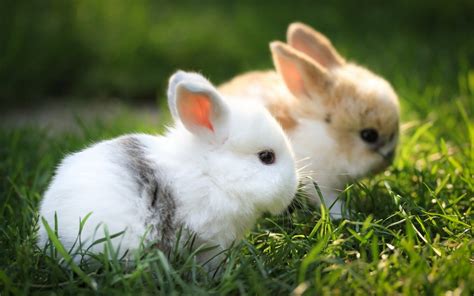 Baby Rabbit Care Tips and Advices - InspirationSeek.com