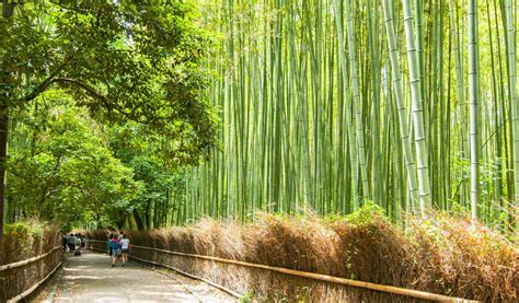 Wander Through Kyoto's Iconic Bamboo Forest | Japan Cheapo