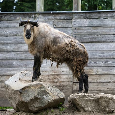 Sichuan Takin - Potawatomi Zoo