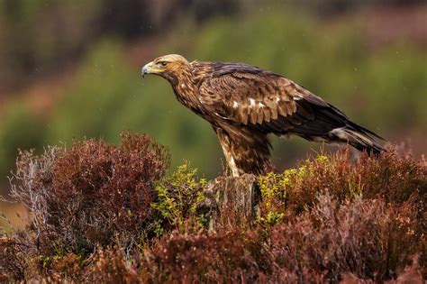 10 native Scottish animals and where you can find them around the ...