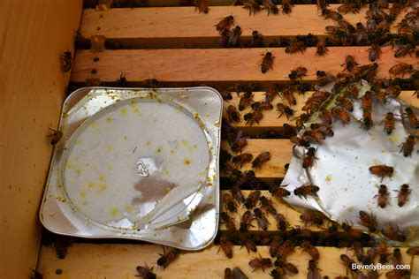 Ahhh Mites! Treating For Varroa Destructor – Beverly Bees