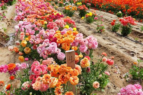 Ranunculus Care – How to Plant, Grow and Help Them Thrive