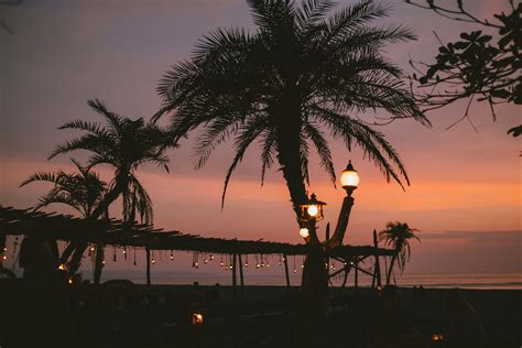 Silhouette of Palm Trees at the Beach · Free Stock Photo