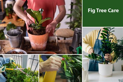 Fig Tree Care: Location, Watering, Fertilizers & Seasonal Care ...