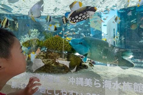 Forget me not: Japan aquarium seeks video-chats for eels - GulfToday