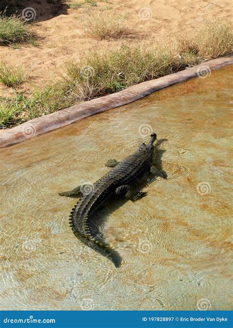 Gharial Rests in the Water at the Zoo Stock Image - Image of nature ...