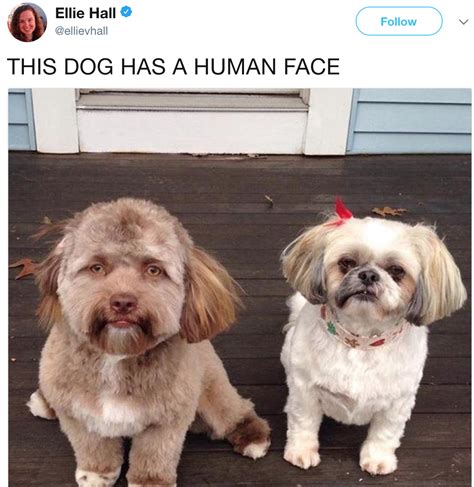 39+ Black Dog With Human Face Meme