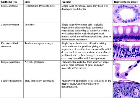 Simple Squamous Epithelium Diagram