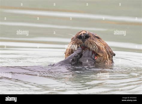 Male Sea Otter eating Clams Stock Photo - Alamy