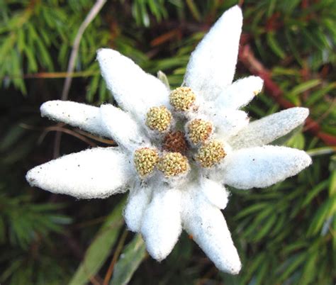 Edelweiss Leontopodium Alpinum Seeds