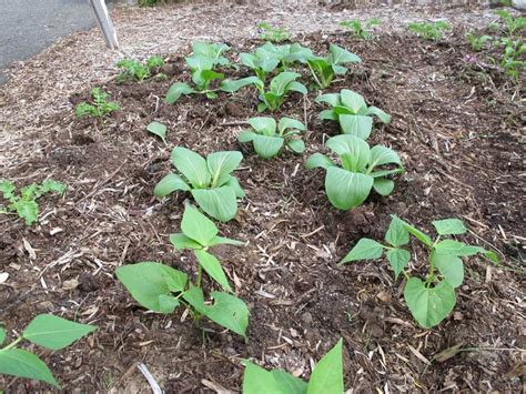 How Far Apart to Plant Potatoes? Potato Spacing Guide – Properly Rooted