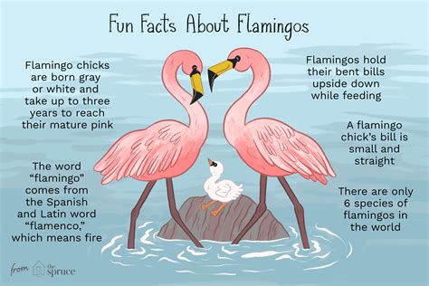 A Flamboyance of Flamingos | Two Chums