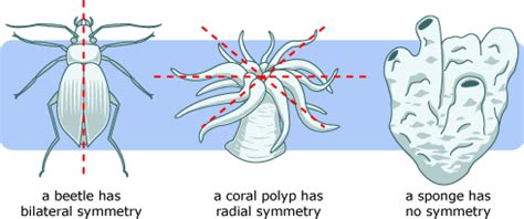 Science Blog - 5th Year: Invertebrate Animals