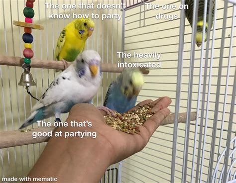 I made this meme from my budgies about different types of people at ...