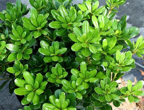 Grandiflora :: Wholesale Nursery :: Product Details | Piante da ...