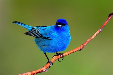 Indigo Bunting: Identification, Habitat, And Lifespan