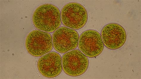 Haematococcus pluvialis cultivation — Algae Analytics