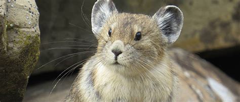 Wildlife in Glacier National Park - Glacier National Park Conservancy