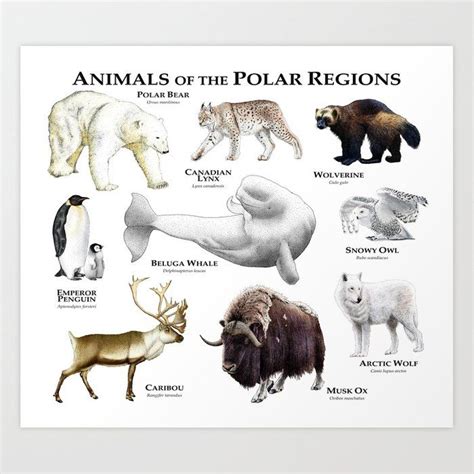 Animals of the Polar Regions Art Print by Wildlife Art by Roger Hall ...