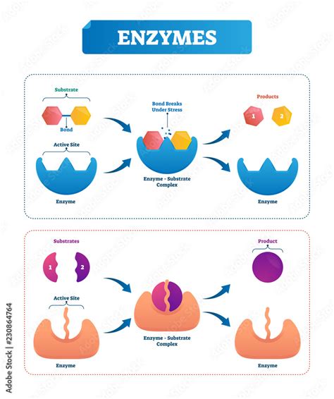 Enzyme vector illustration. Labeled cycle and diagram with catalysts ...