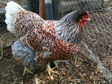 Blue Laced Red Wyandotte 11 eggs BIN | BackYard Chickens