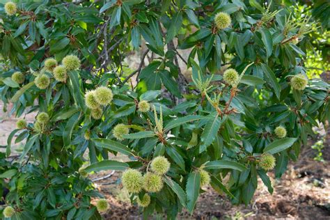 Chinese Chestnut Trees: Care and Growing Guide