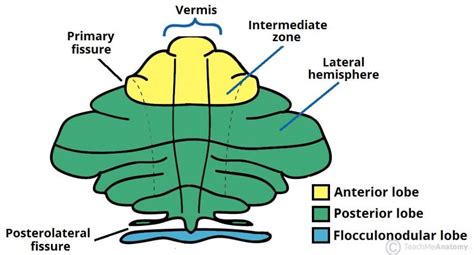 The Cerebellum - Structure - Position - Vasculature - TeachMeAnatomy