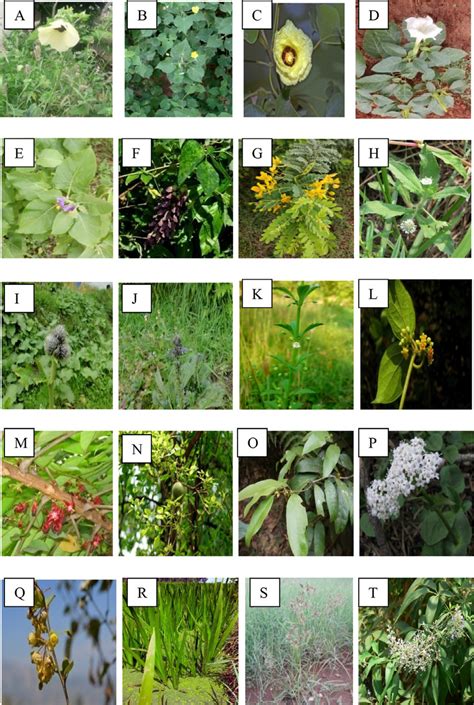 Pictorial representation of the selective Indian medicinal plants with ...